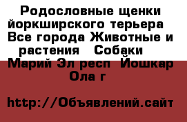 Родословные щенки йоркширского терьера - Все города Животные и растения » Собаки   . Марий Эл респ.,Йошкар-Ола г.